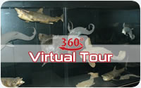 Museo Malacologico Cupra Marittima